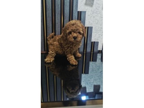 Küçük boy toy poodle değerlendirmeden geçmeyin