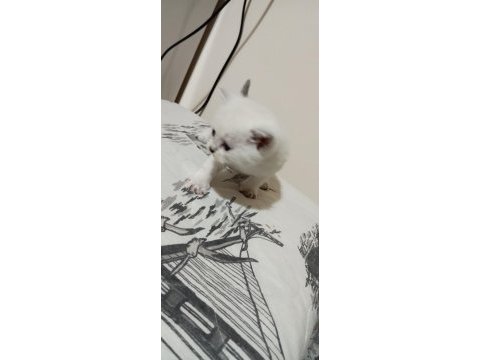 2 mart doğumlu british shorthair yavrular