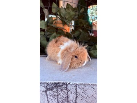 Orjinal hollanda teddy lop tavşan yavrular