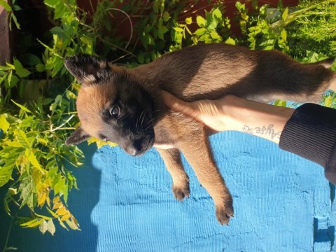 Belçika kurdu (malinois) yavruları