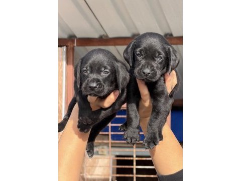 Labrador bebeklerimiz