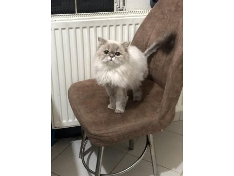 British longhair dişi