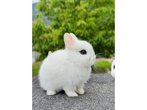 Hollanda cüce (cüce tavşan) - hotot (sürmeli)
