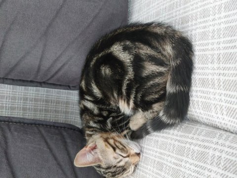 3 aylık kum ve mama eğitimli yavru kedimiz
