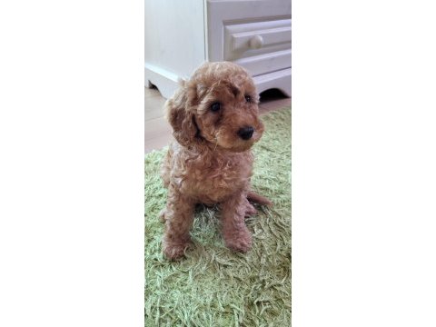 Dişi 50 günlük toy poodle
