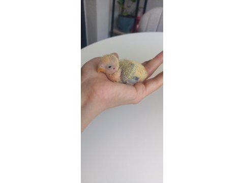 Sevda papağanı tek yavru