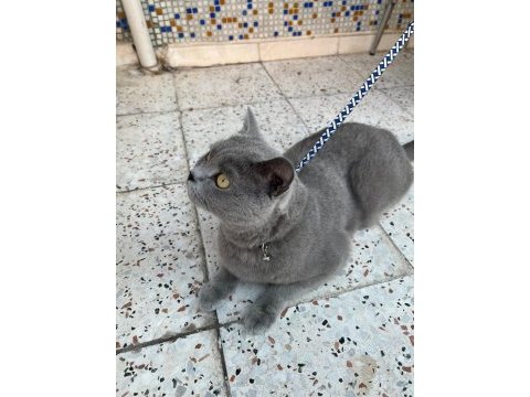 Acil 5 yaşında kedimiz