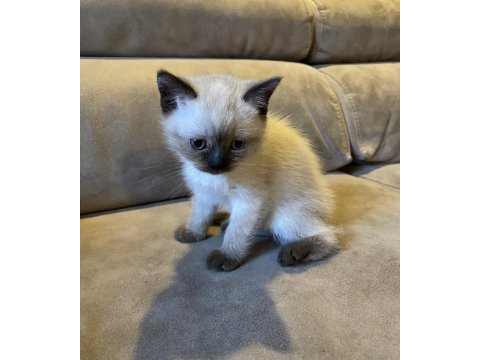 Ayvalık 2 yavru scottish fold ve blue point