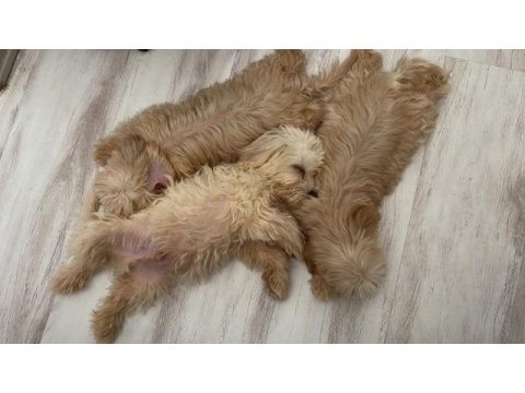 Sağlık ve ırk garantili maltipoo
