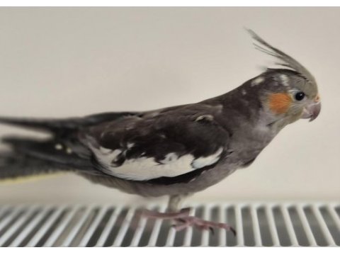 Grey dişi sultan papağanı 3 aylık