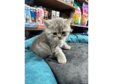 British shorthair yavrularımız teslime hazır