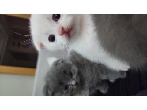 Scottish fold kedimizi sahiplendirme