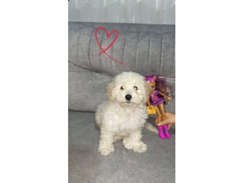 Yeni bir aile maltipoo