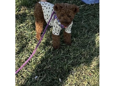 Teslime hazır teacup poodle yavrular