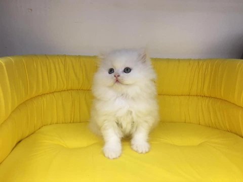 British longhair yavrumuz