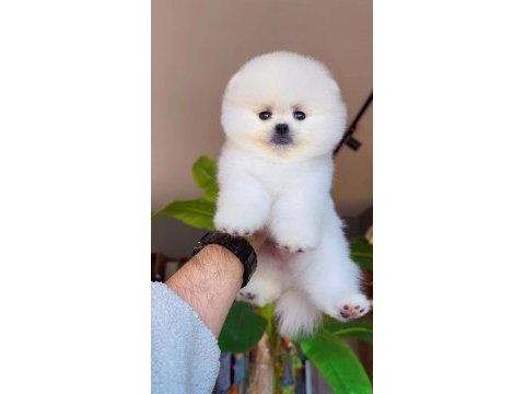 Pomeranian boo yavrumuz