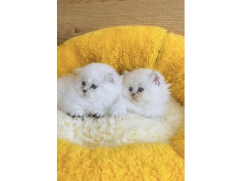 Maviş point british longhair bebeklerim 