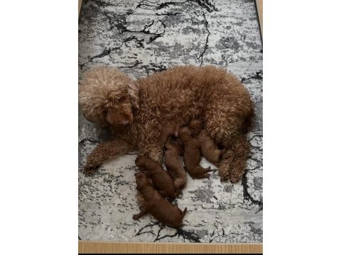 Anne altındn evde büyüyen minyatür poodle yavruları