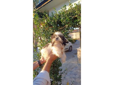 Yorkshire terrier kalite demektir
