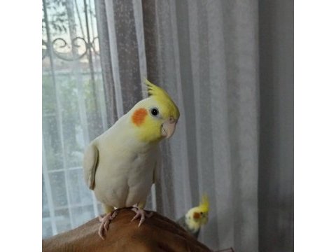 8 günlük bebek sultan papağanlar