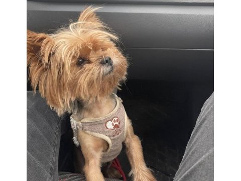 5 yaşında yorkshire terrier tuvalet eğitimi var