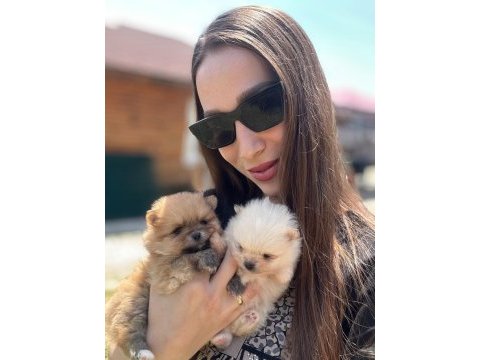 Gerçek pomeranian boo face sağlık ve ırk garantili