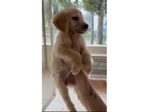 Son golden retriever yavrular
