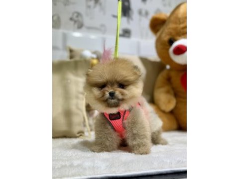 Mini teacup pomeranian kızımız tam bir ayıcık