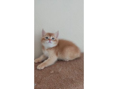 British shorthair choholate golden erkek yavrumuz