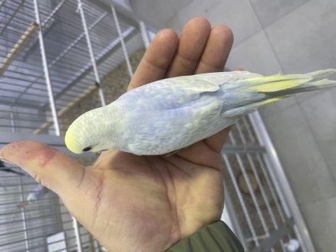 30 günlük erkek rainbow yavru muhabbet kuşu