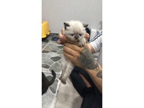 Mükemmel özelliklerde scottish fold kedilerimiz