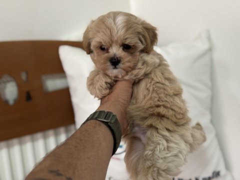 Show kalite tea cup kore maltipoo lar ziyarete açık