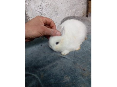 Cüce tavşan yavruları