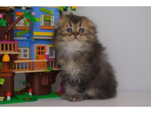 Longhair scottish fold golden yavrularımız
