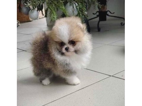 Fcı export sçr belgeli teddy bear face pomeranian lar