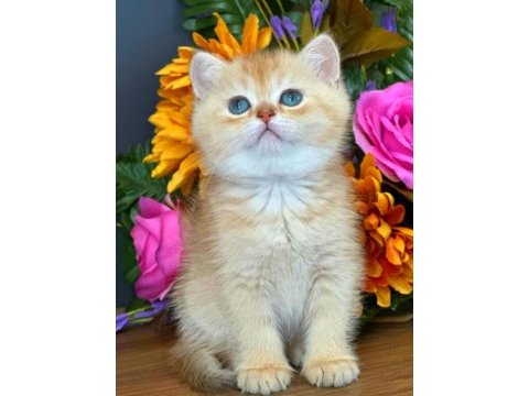 British shorthair golden ay11 ve cy12