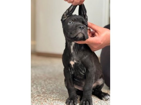 Safkan cane corso dişi erkek yavrularımız