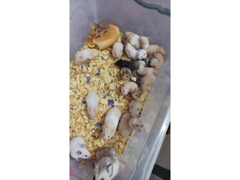 Teddy bear hamster