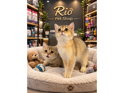 Mükemmel güzellikte british shorthair golden yavrular