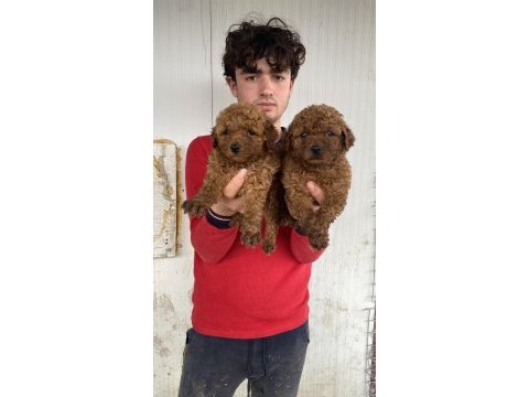 Üst kalite orjinal toy poodle yavruları