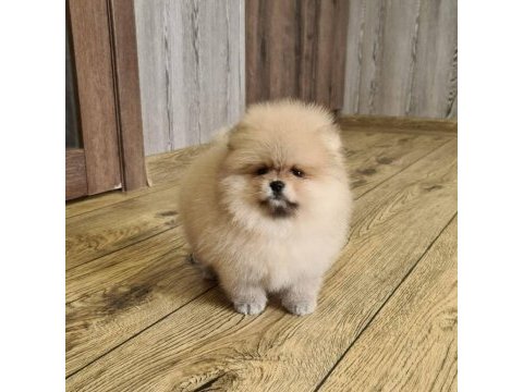 Pomeranian boo yavruları