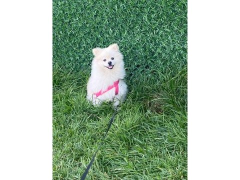 8 aylık pomeranian ayı yavrusu