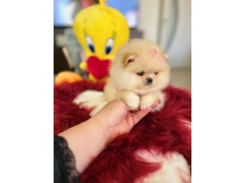 Mini boy prenses pomeranian