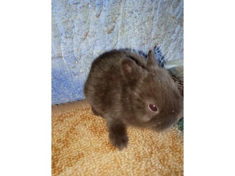 Netherland dwarf hollanda cücesi tavşan