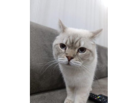 Scottish fold cinsi kedimize yuva arıyoruz