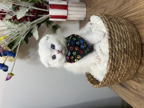 Yakışıklı scottish fold oğlan