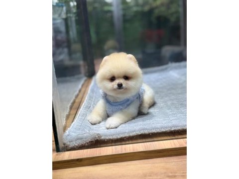 Orjinal pomeranian boo yavrumuz moi
