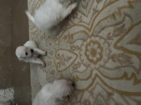 Korekan maltese terrier