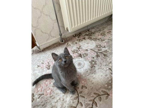 British shorthair 3 aylık sahibinden