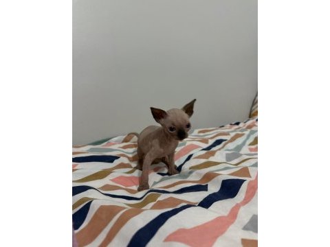 Irk garantili sphynx yavruları